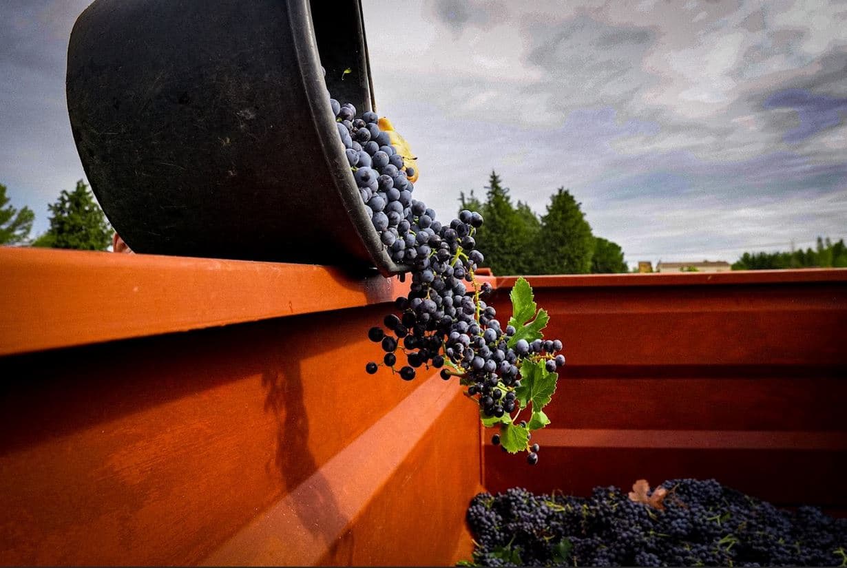 Domaine Jas Monges