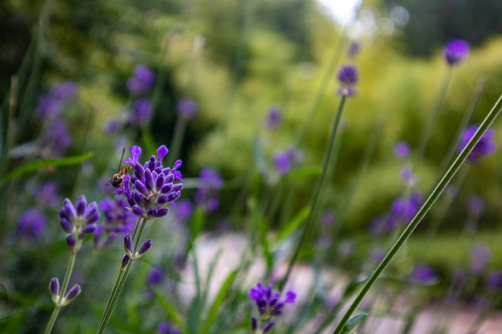 Visite guidée « Les jardins du XIXe siècle »_Troyes