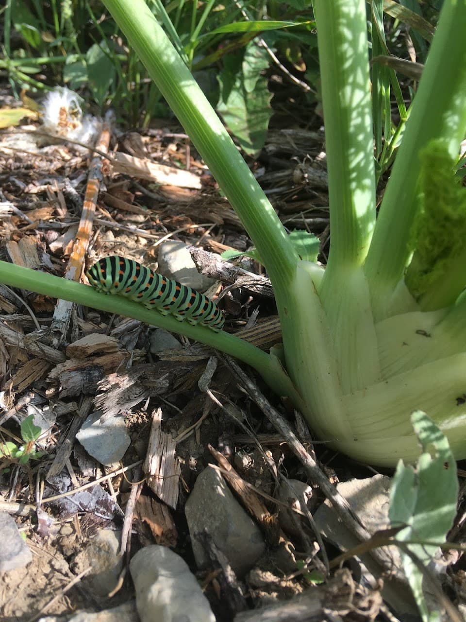 Biodiversité
