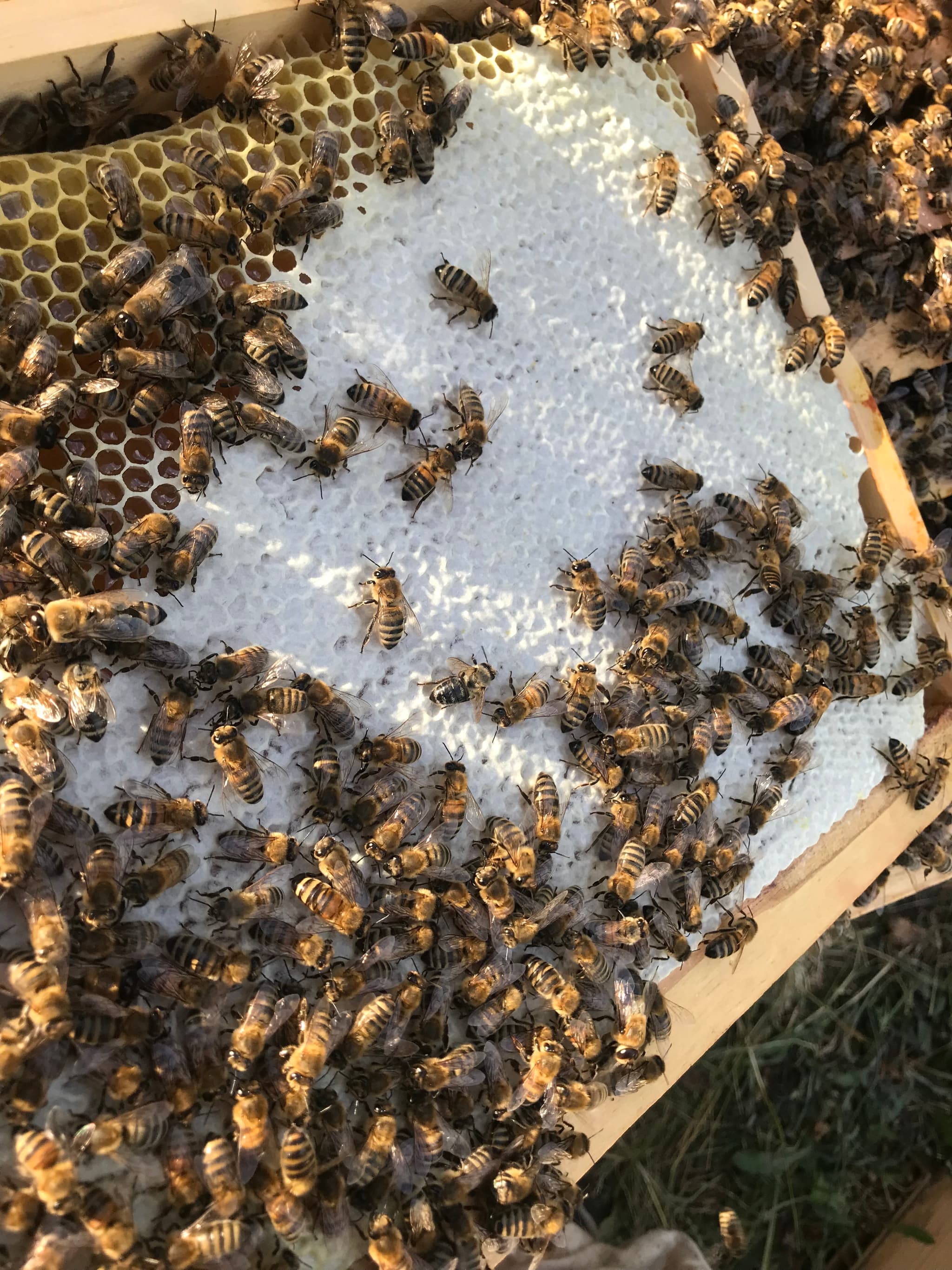 abeilles