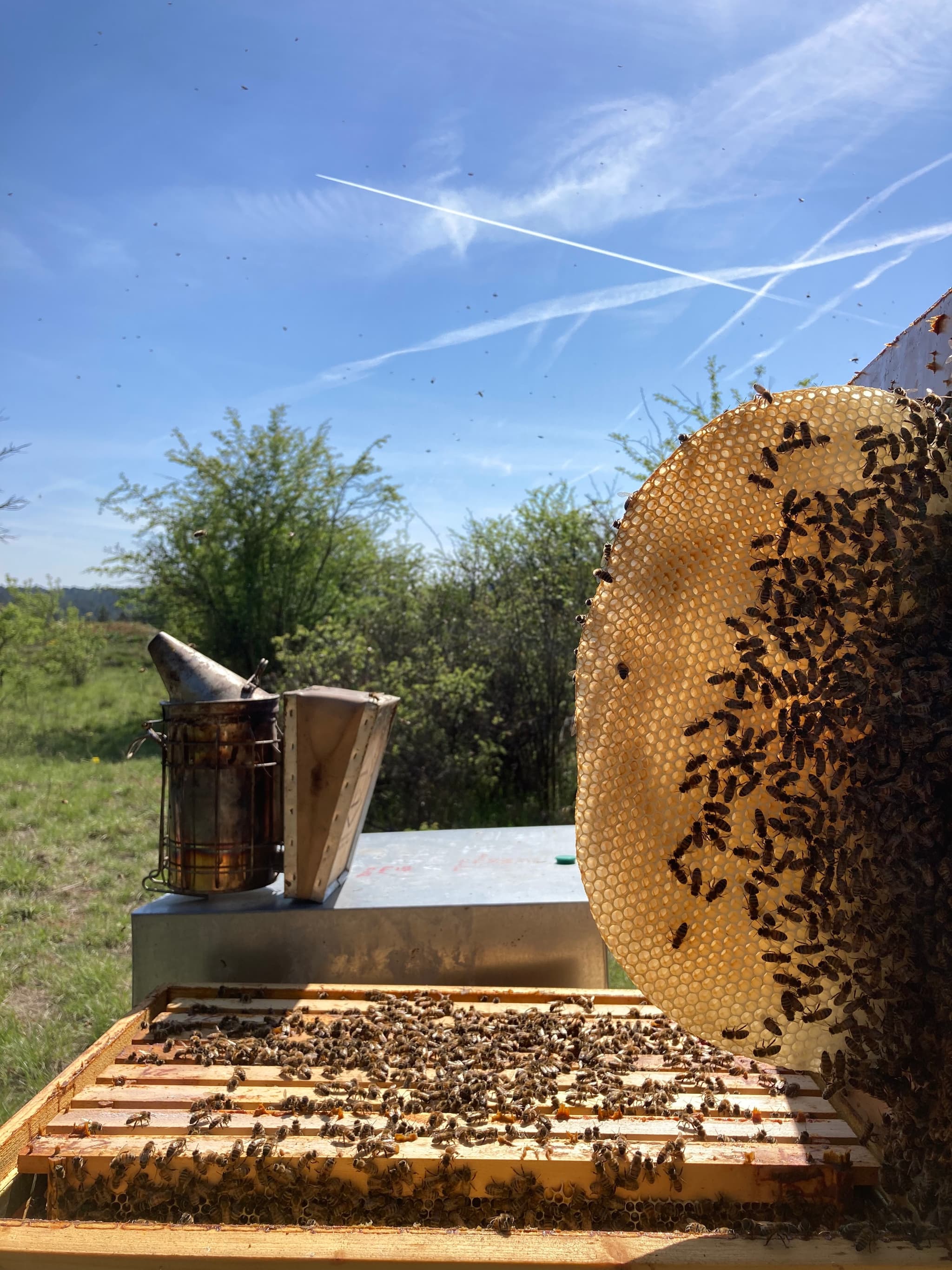 apiculture