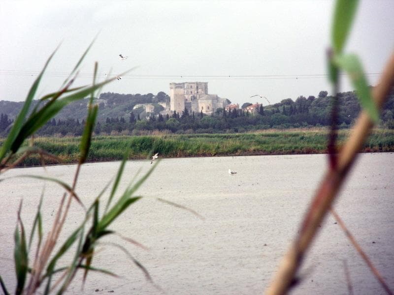 Lavande
