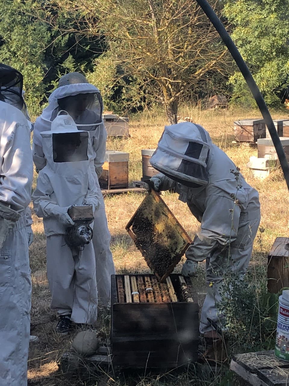 A fleurs d'abeilles