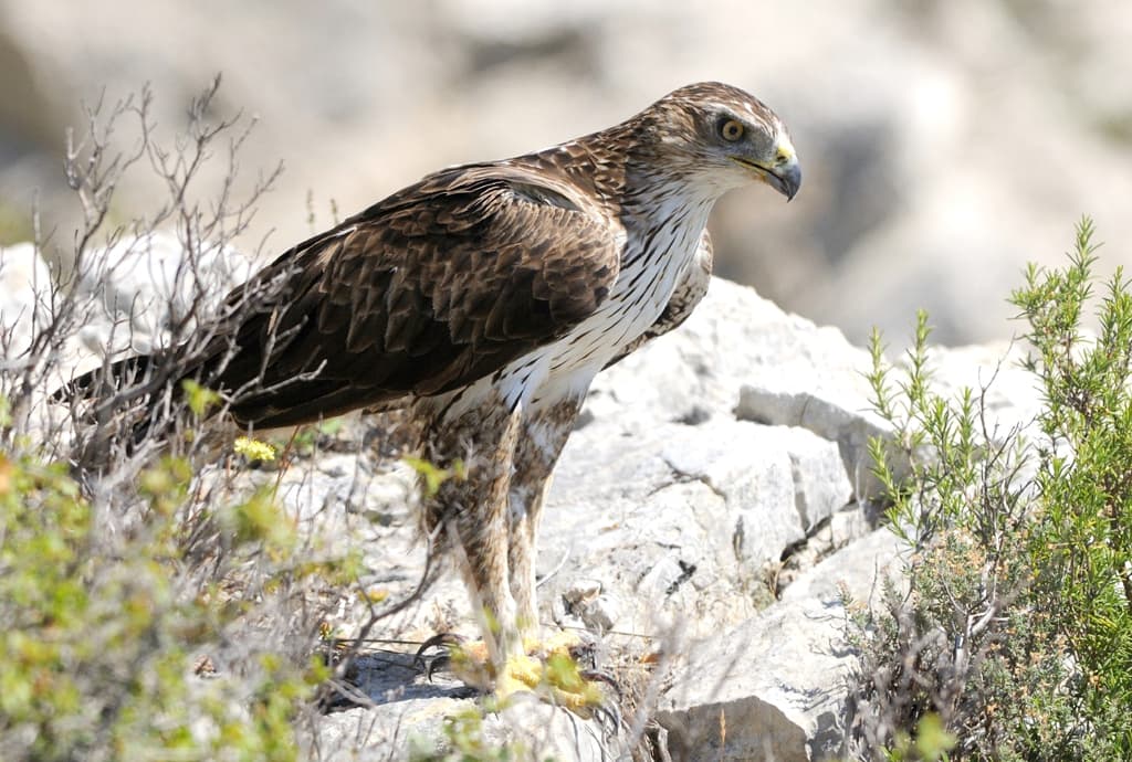 photo aigle de bonelli