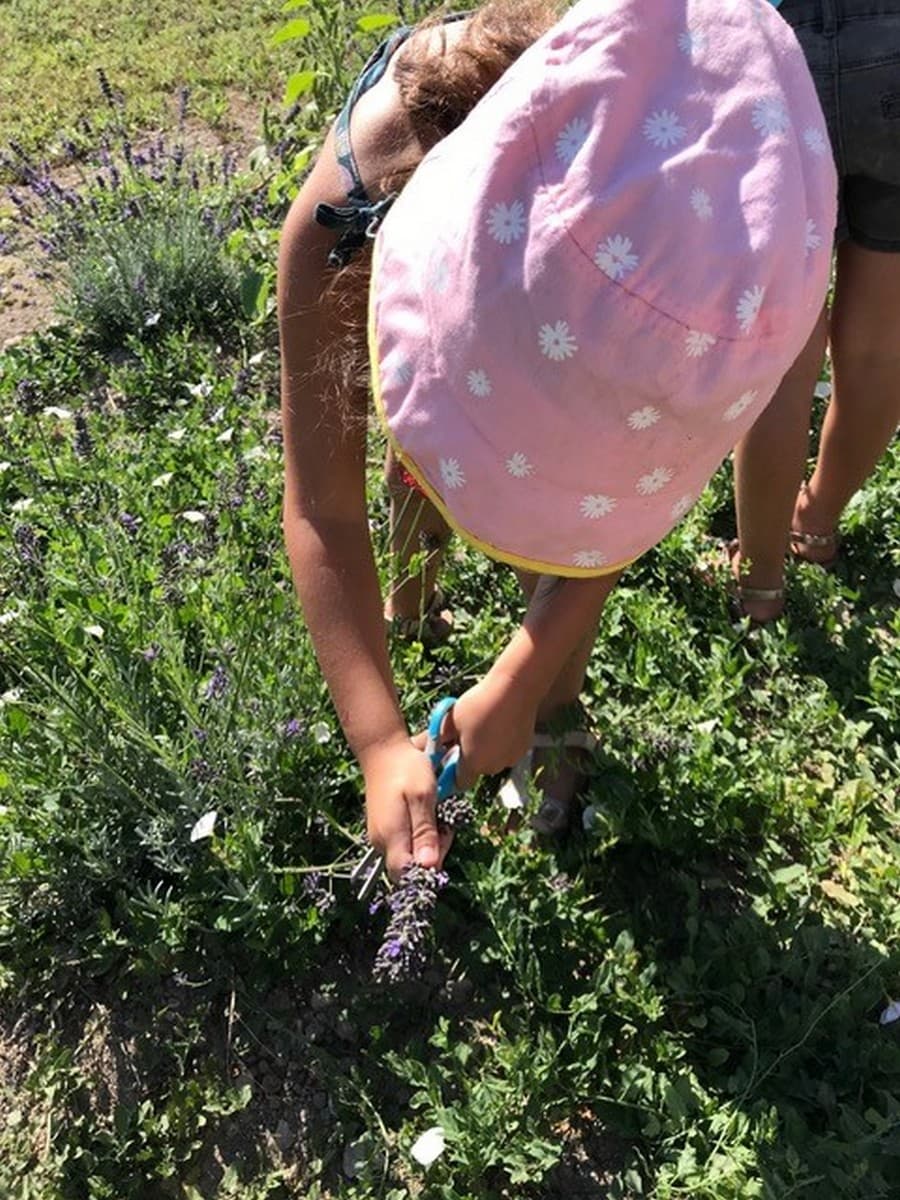 La Petite Ferme Pédagogique cueillette