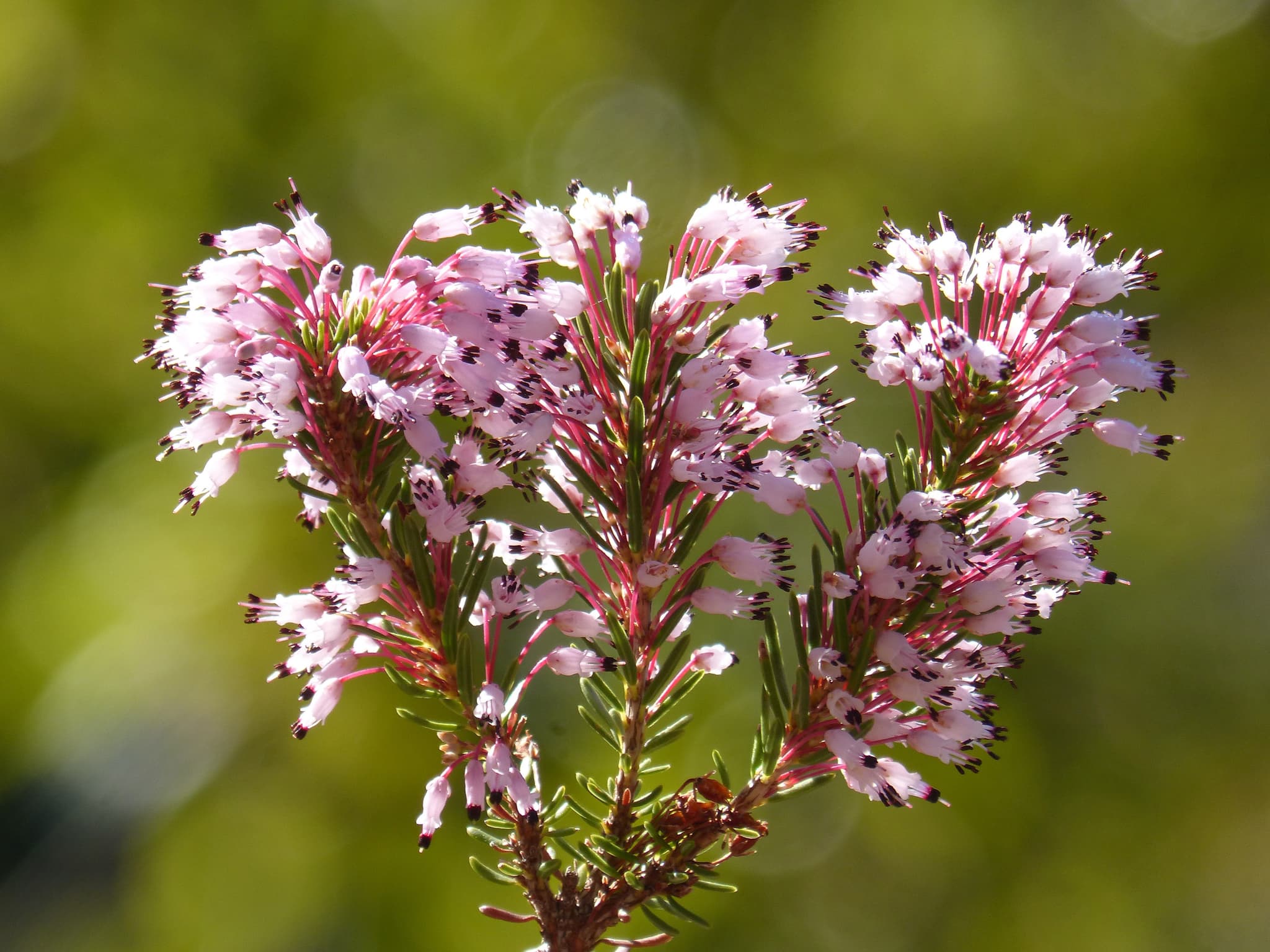 Erica multiflora