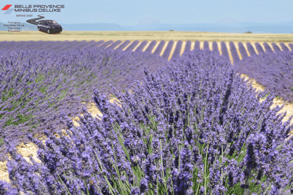 Stage Photo en mini-groupe en Provence