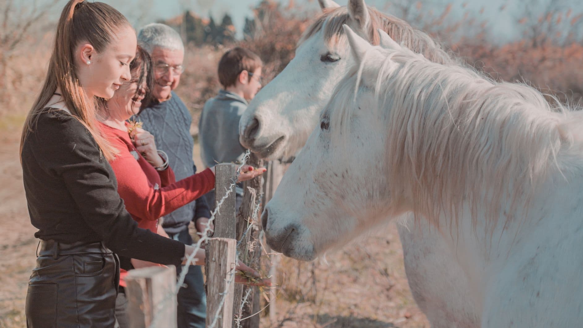Camargue Safari Tours