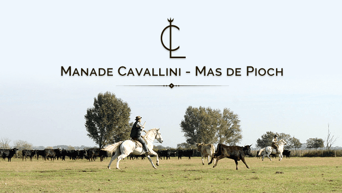 Visite de la Manade Cavallini_Saintes-Maries-de-la-Mer