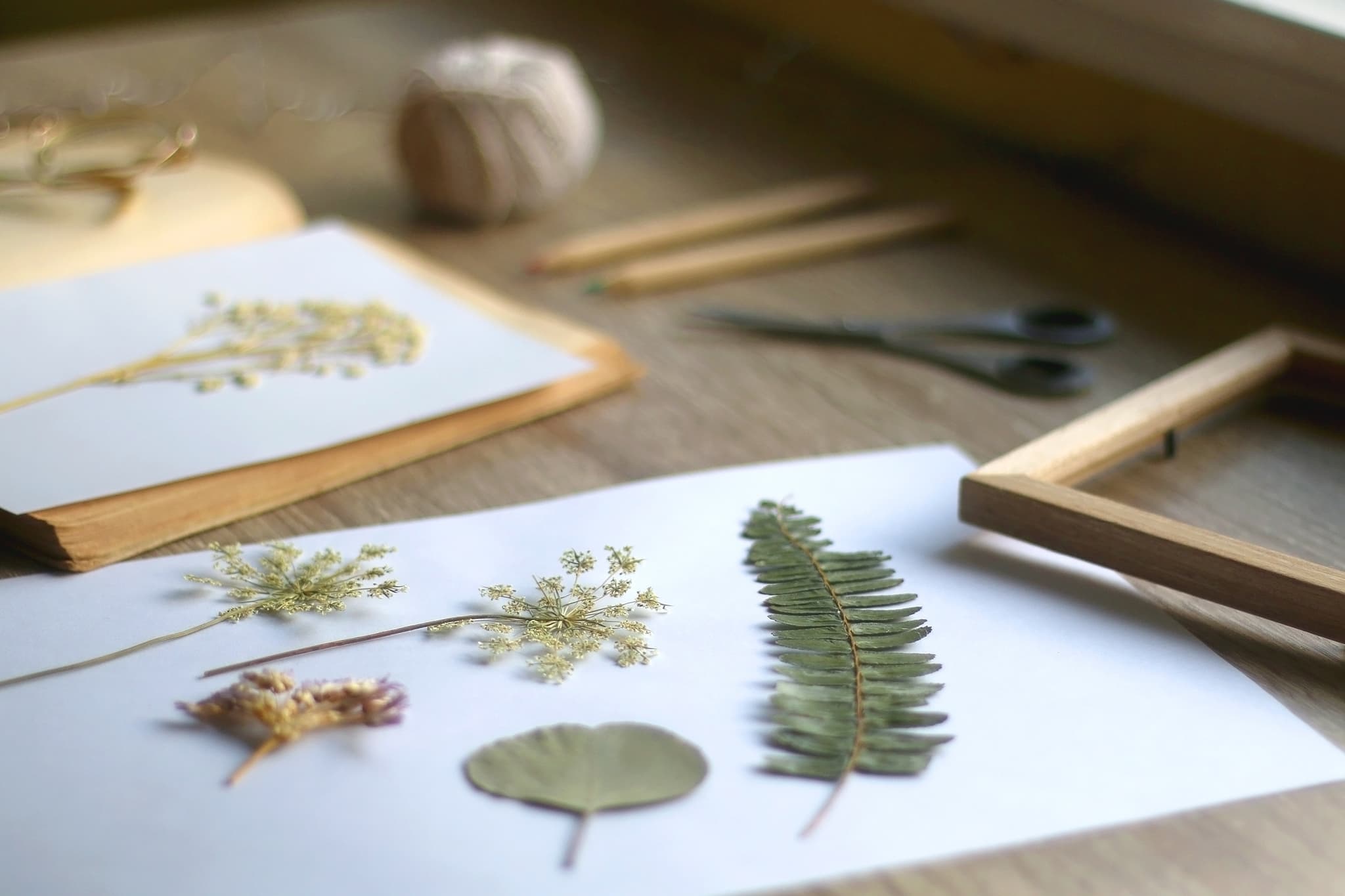 Atelier enfant : L'herbier de Daudet_Fontvieille