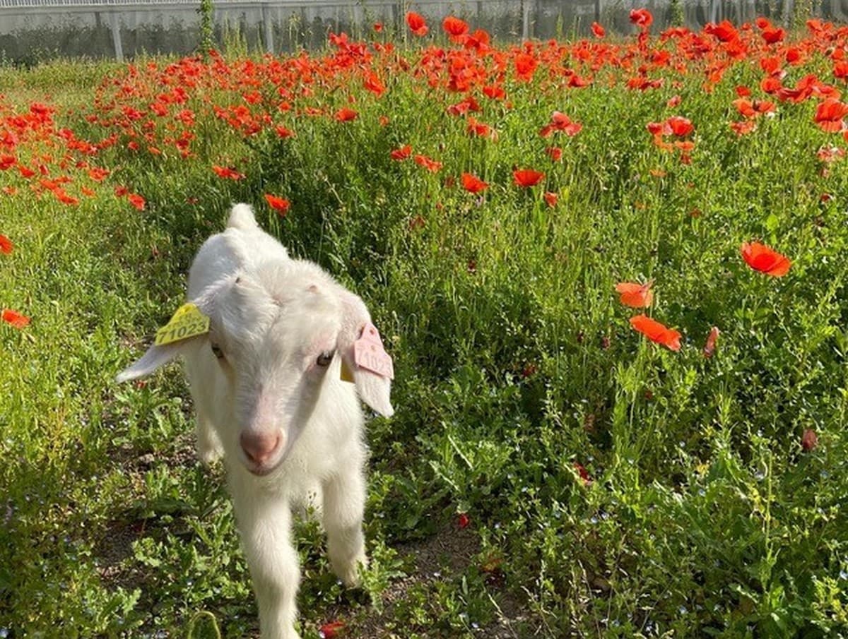 La Petite Ferme Pédagogique chèvre