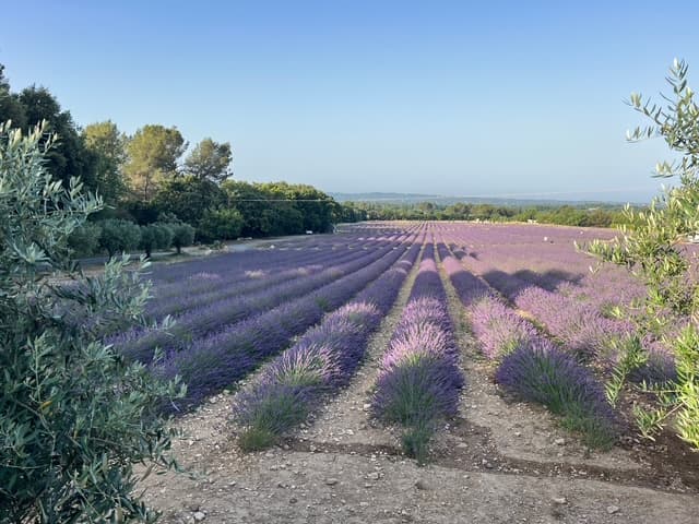 Le Lavandin