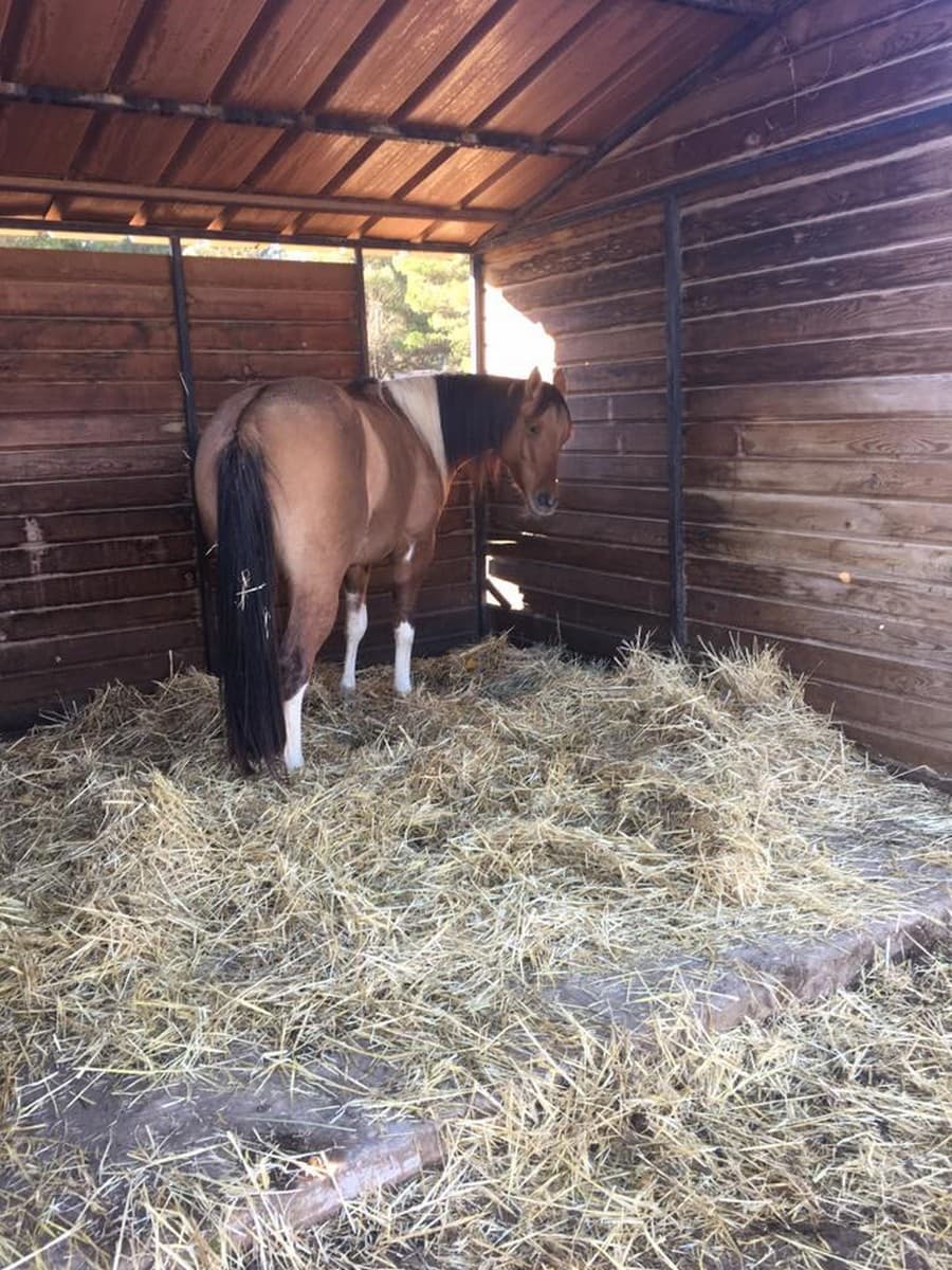 Box pour chevaux
