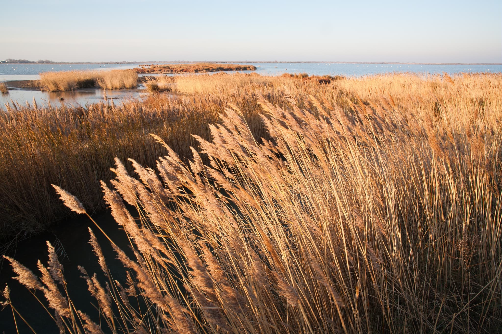 Camargue