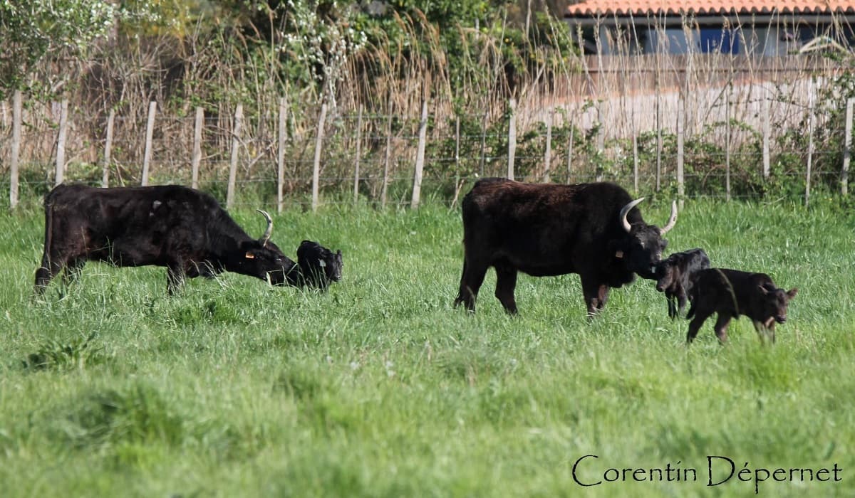 Camargues Alpilles