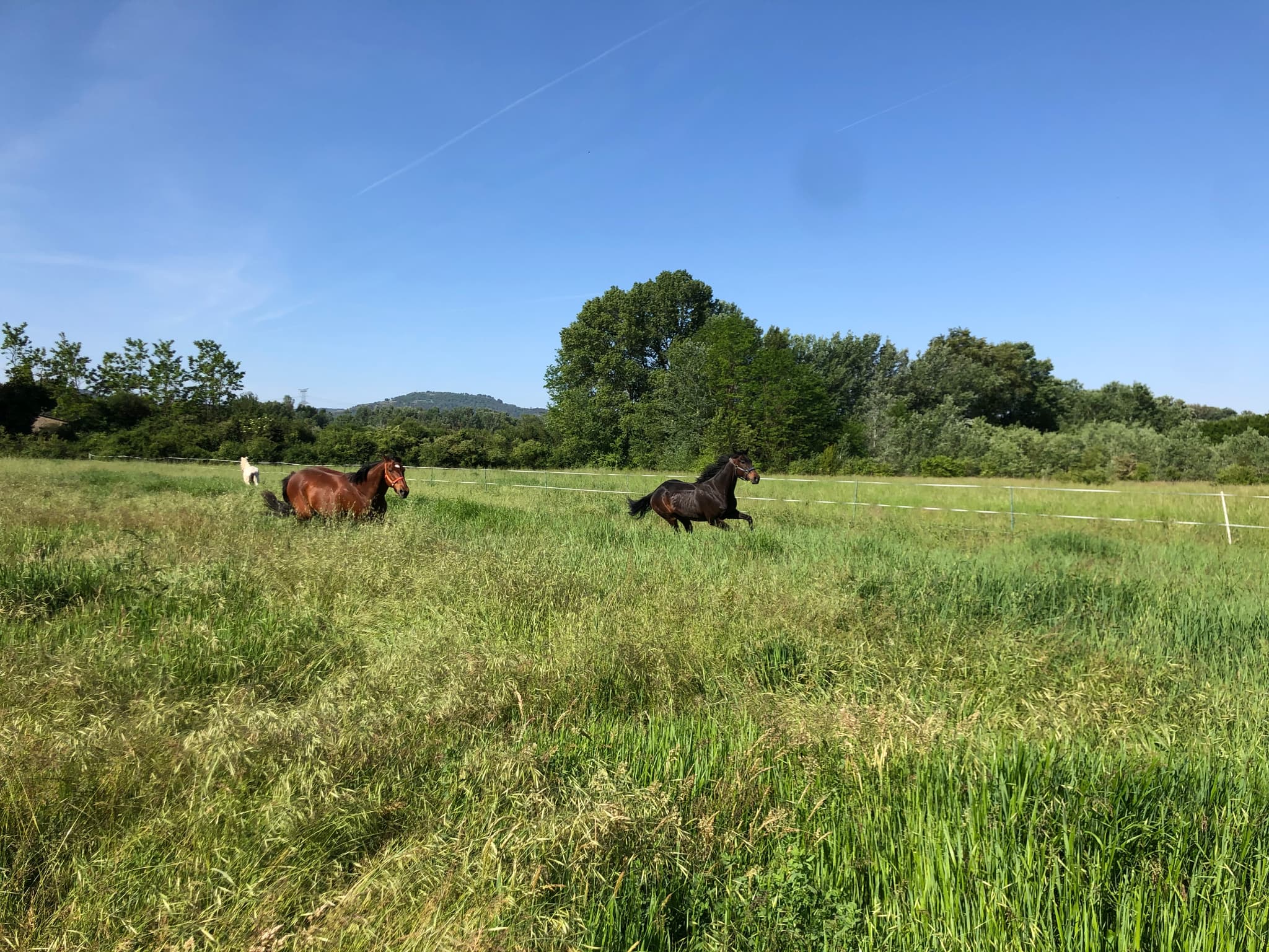 Chevaux en prairie
