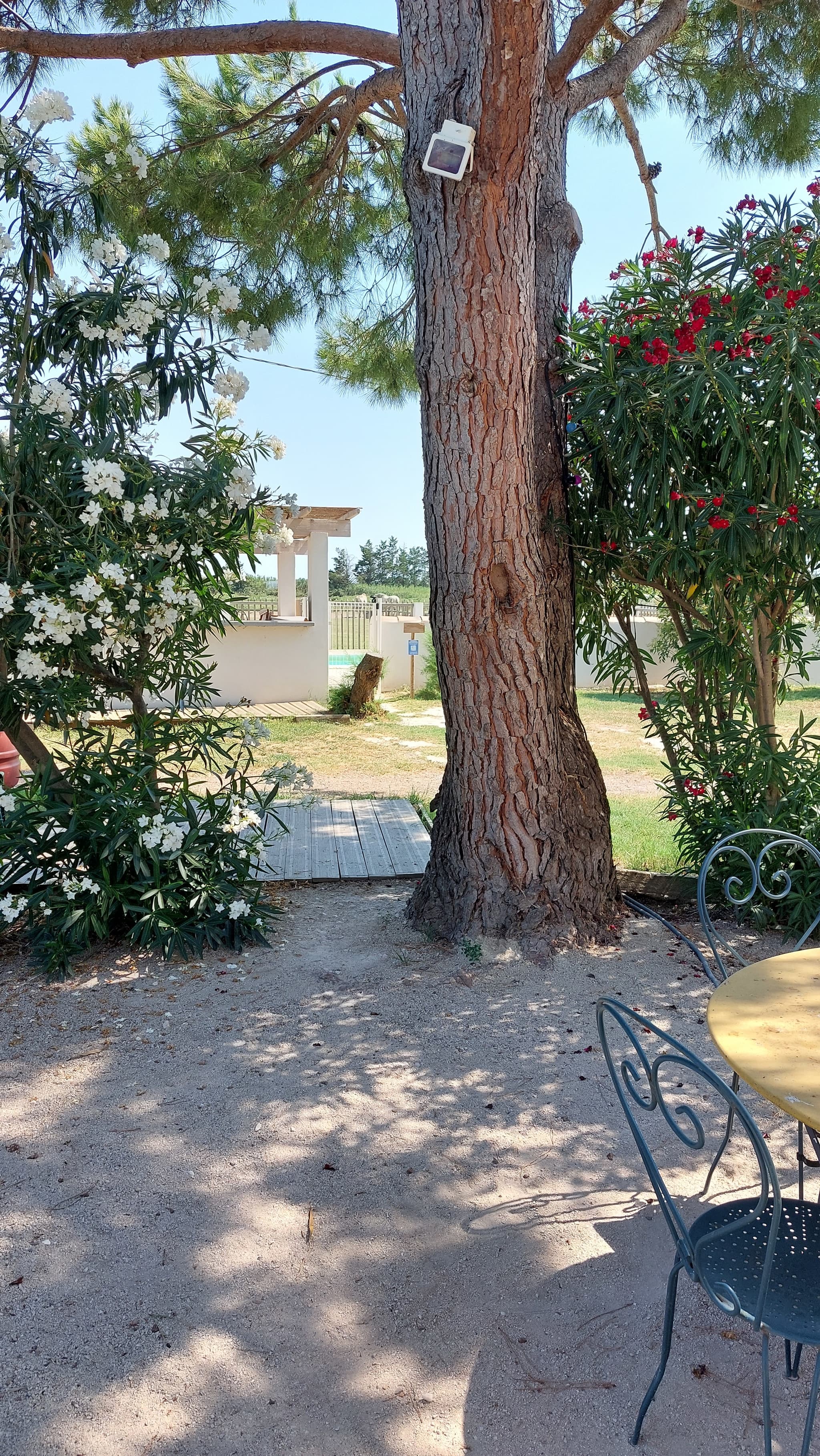 Mas Trinita