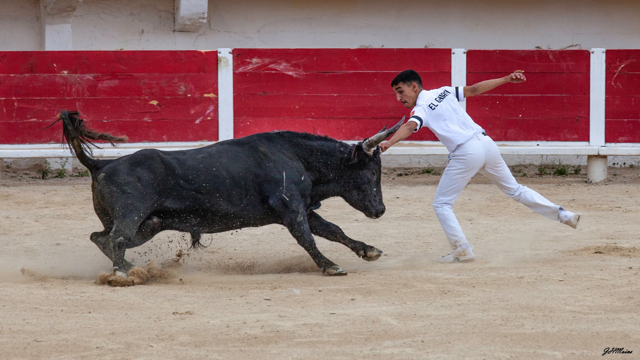 Courses camarguaises organisées par le Club Taurin Lou Santen_Saintes-Maries-de-la-Mer