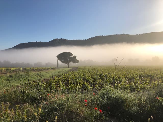 Val des Vignes - Mas Bleu