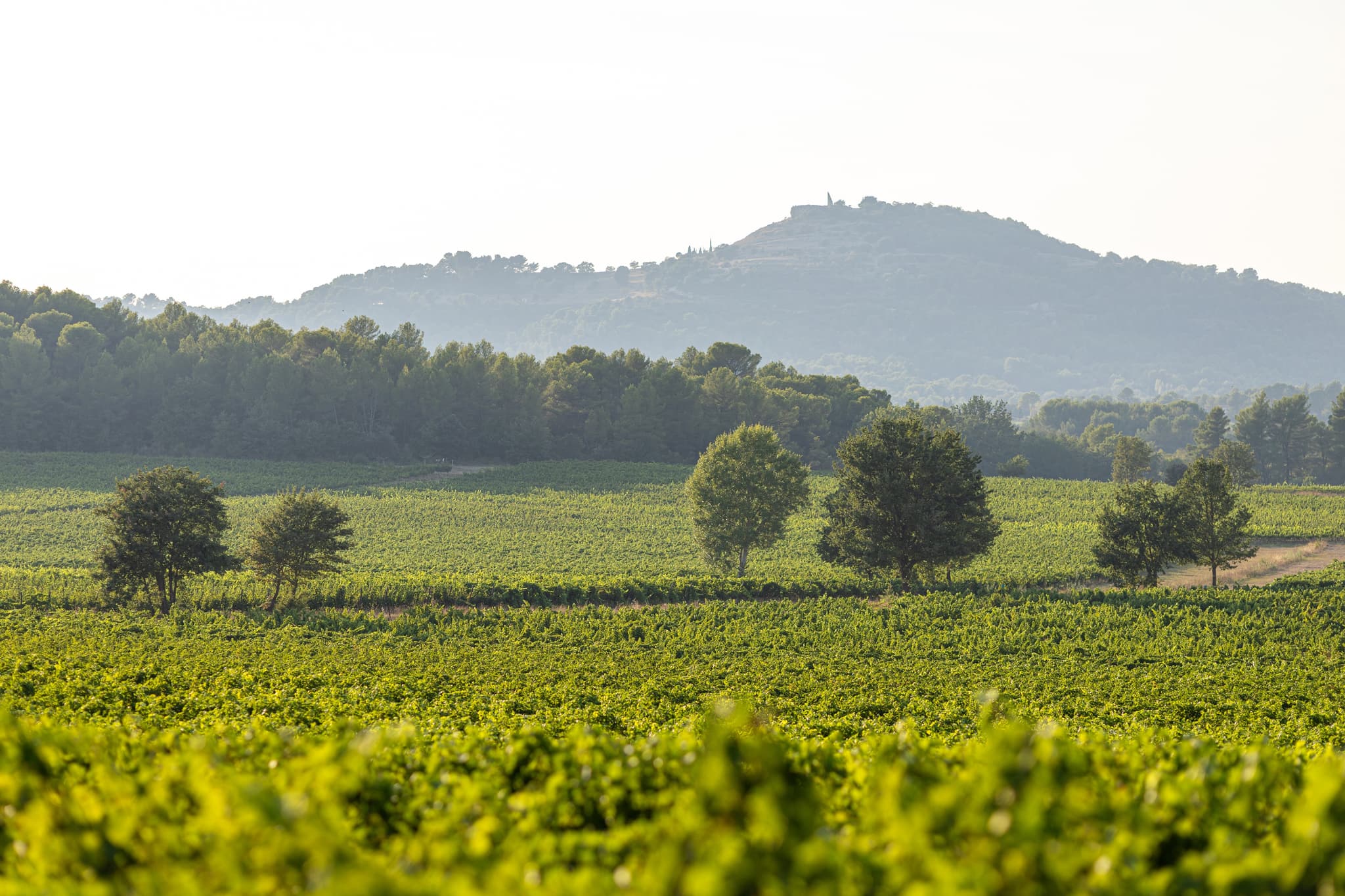Château Paradis_Le Puy-Sainte-Réparade