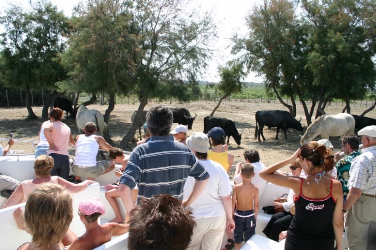 Sorties en camargue Les Quatre Maries