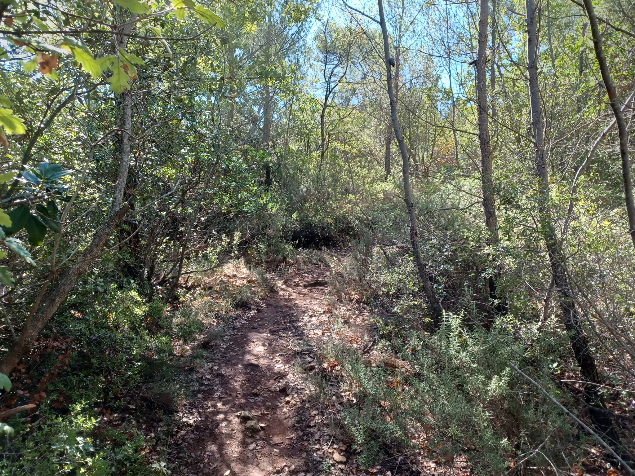 Les sous-bois de Saint Zacharie