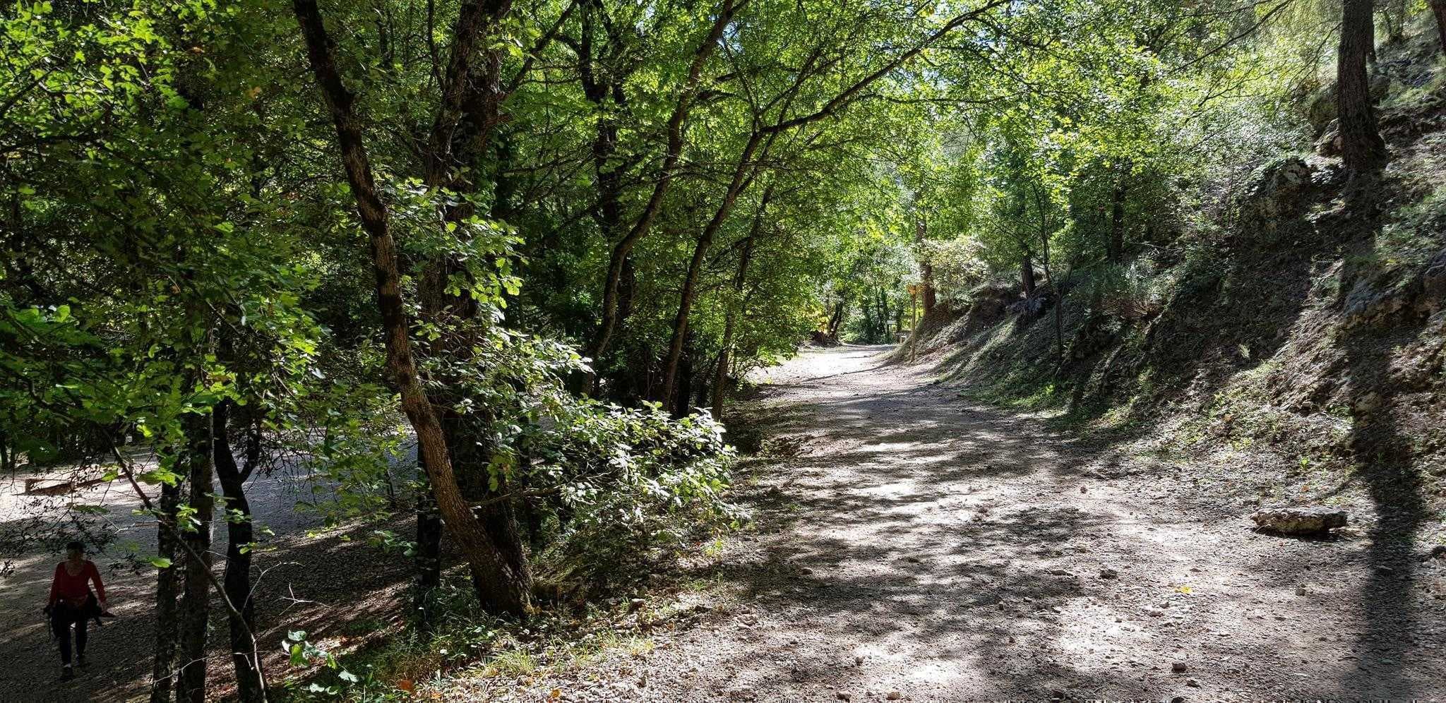 Les Cyprès