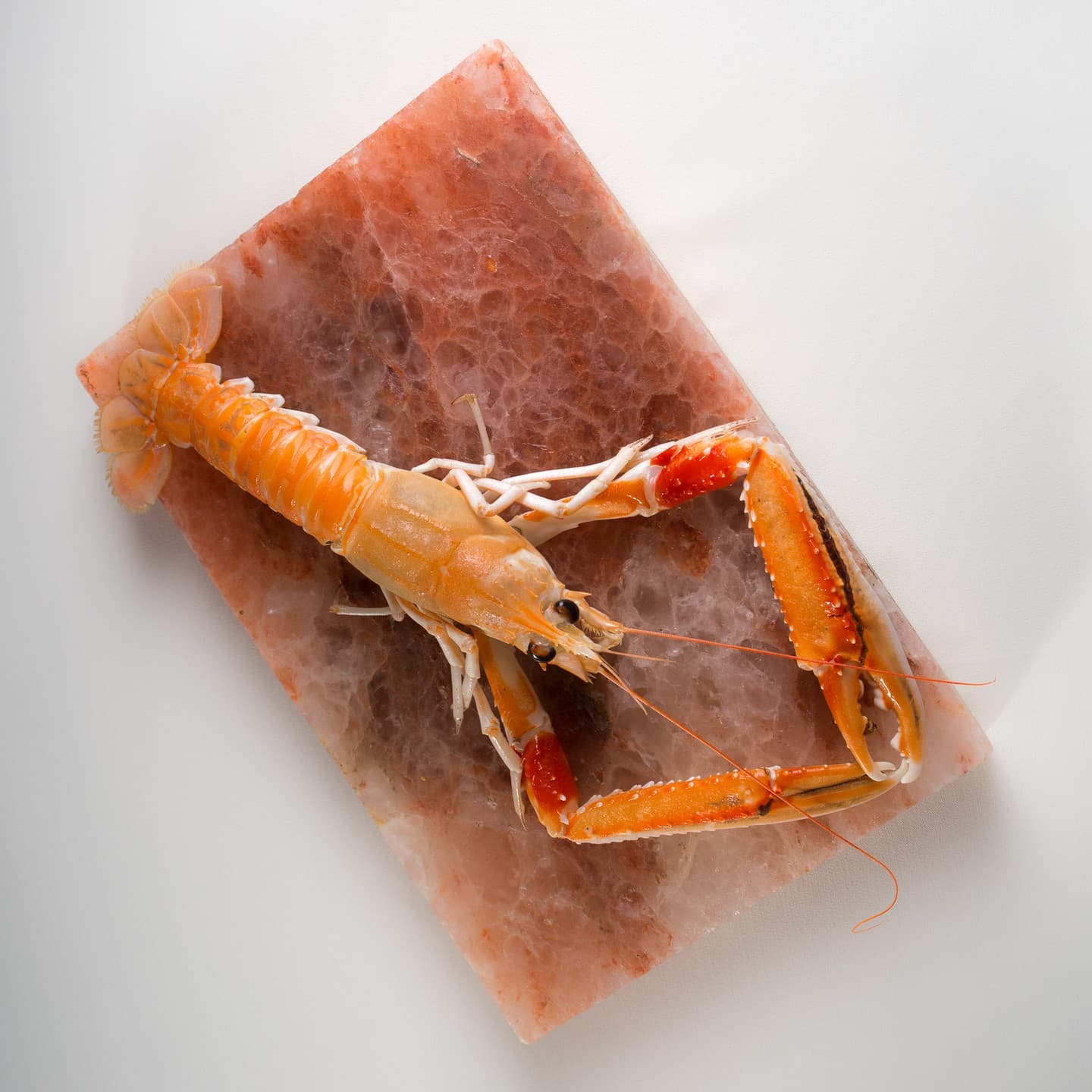 Auberge_de_Saint_Remy_Fanny_Rey_homard