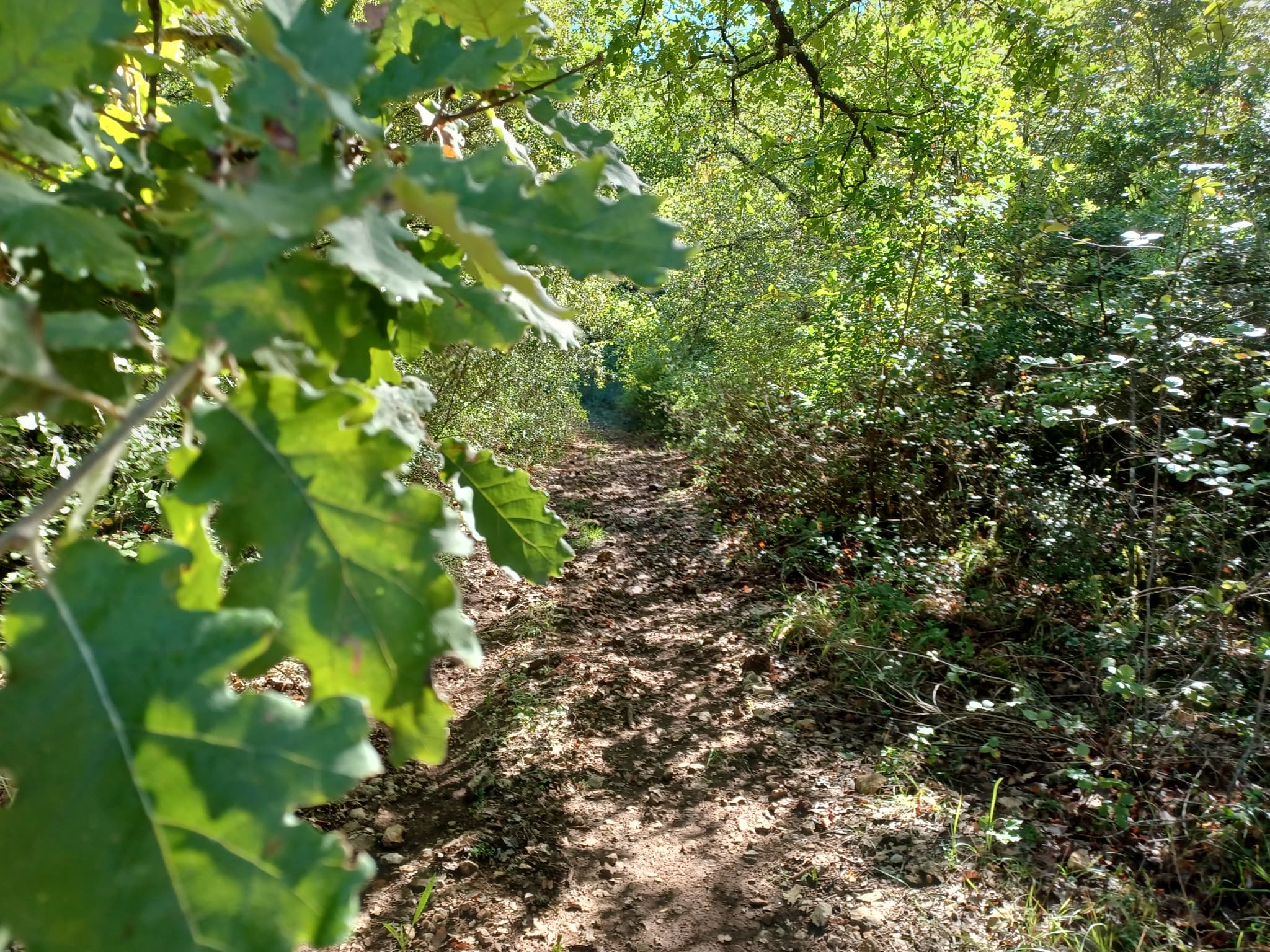Les sous-bois de Saint Zacharie