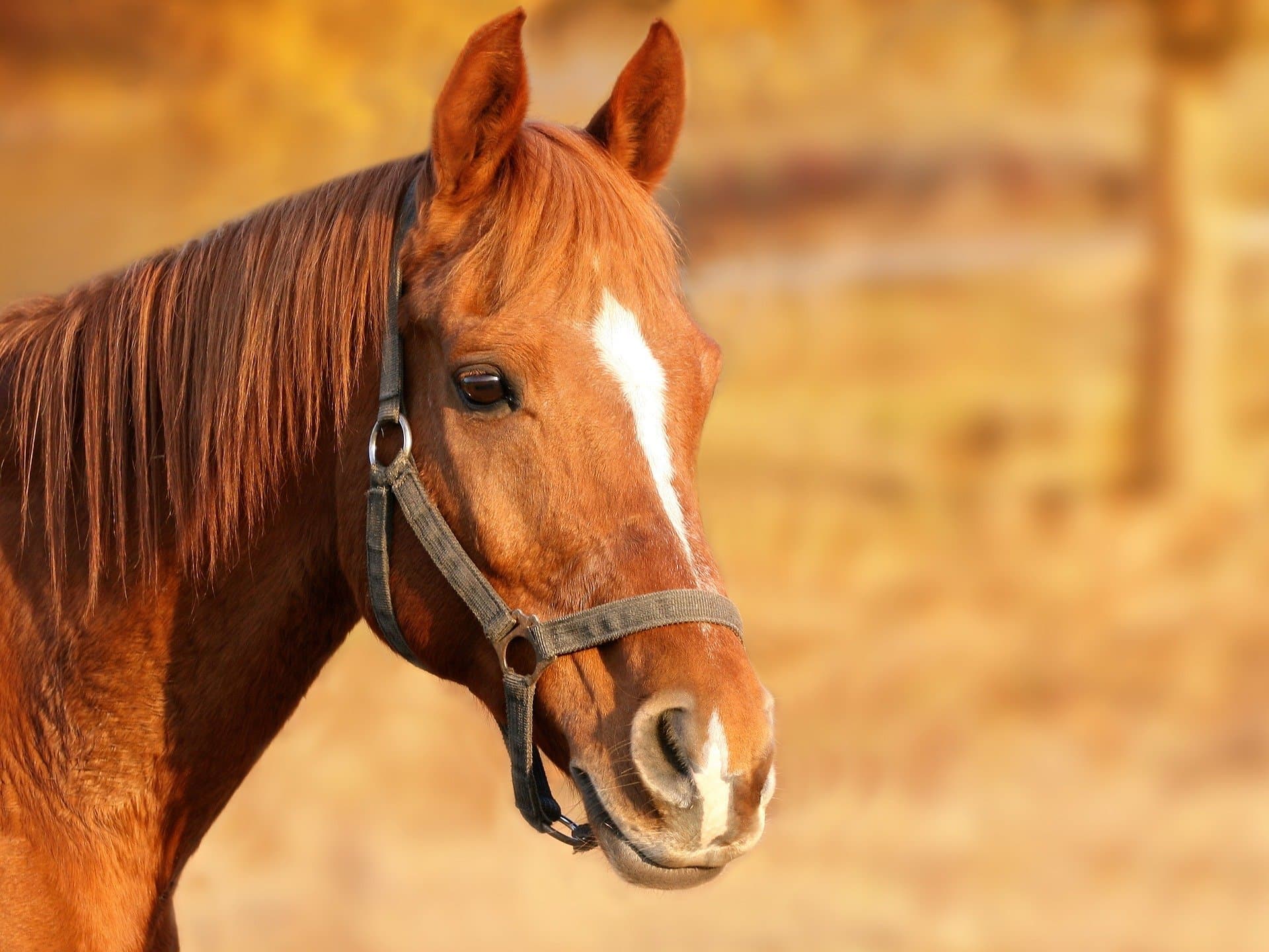 Red Star Ranch