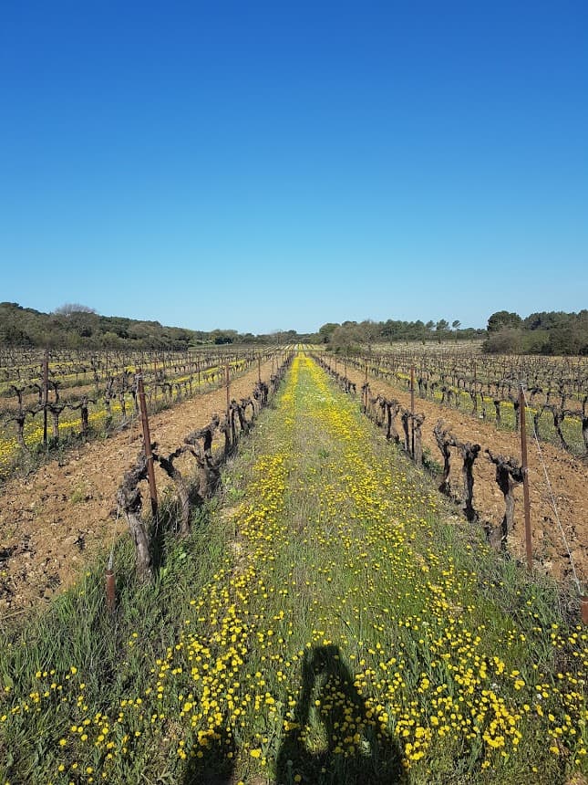Villa Minna Vineyard