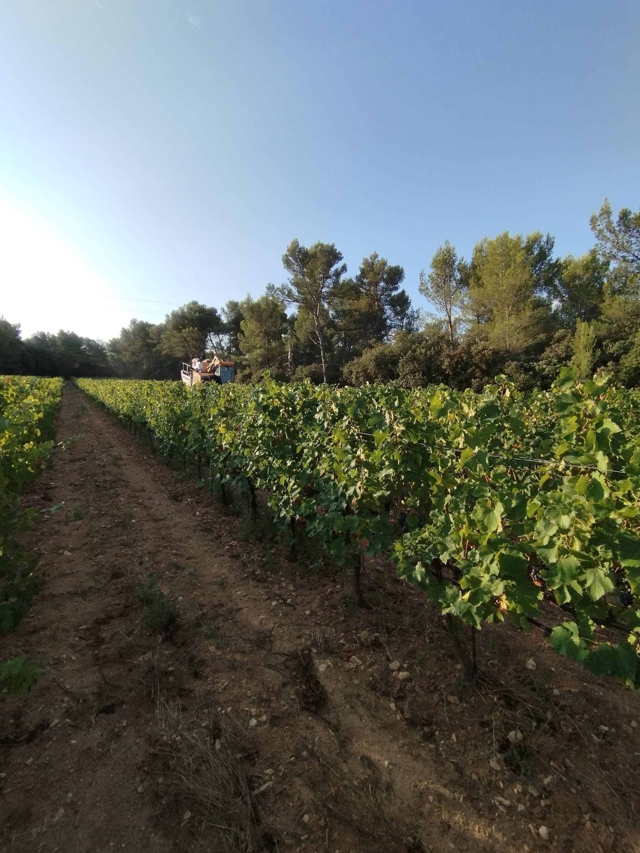 La Route des Vins en Terre de Provence_Maillane