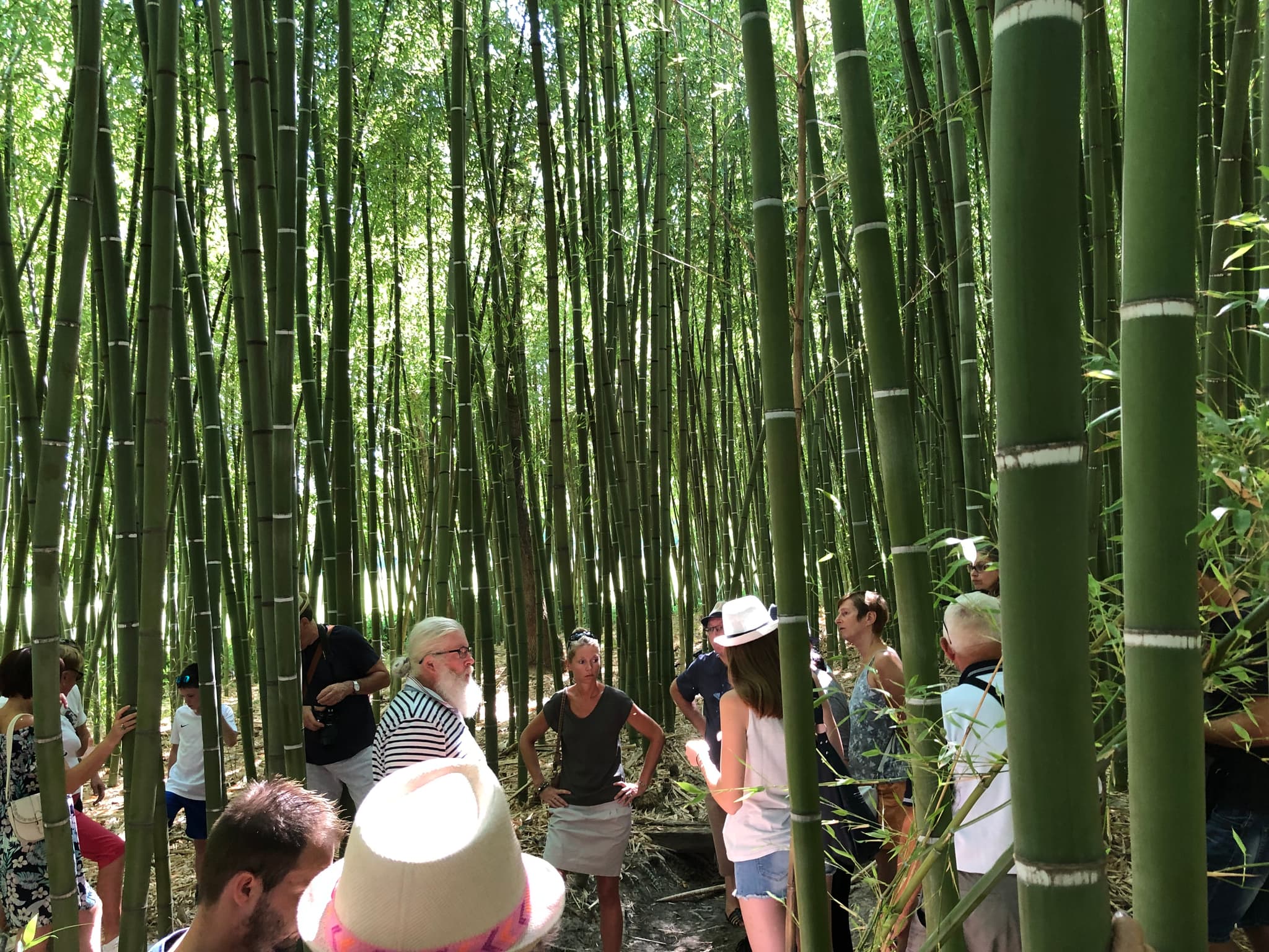 Visite de la bambouseraie de Sulauze & Découverte du foin de Crau