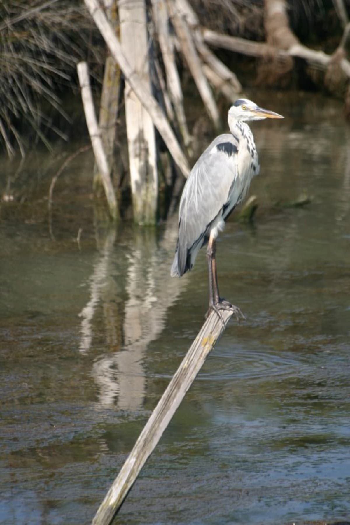 Oiseaux de Camargue