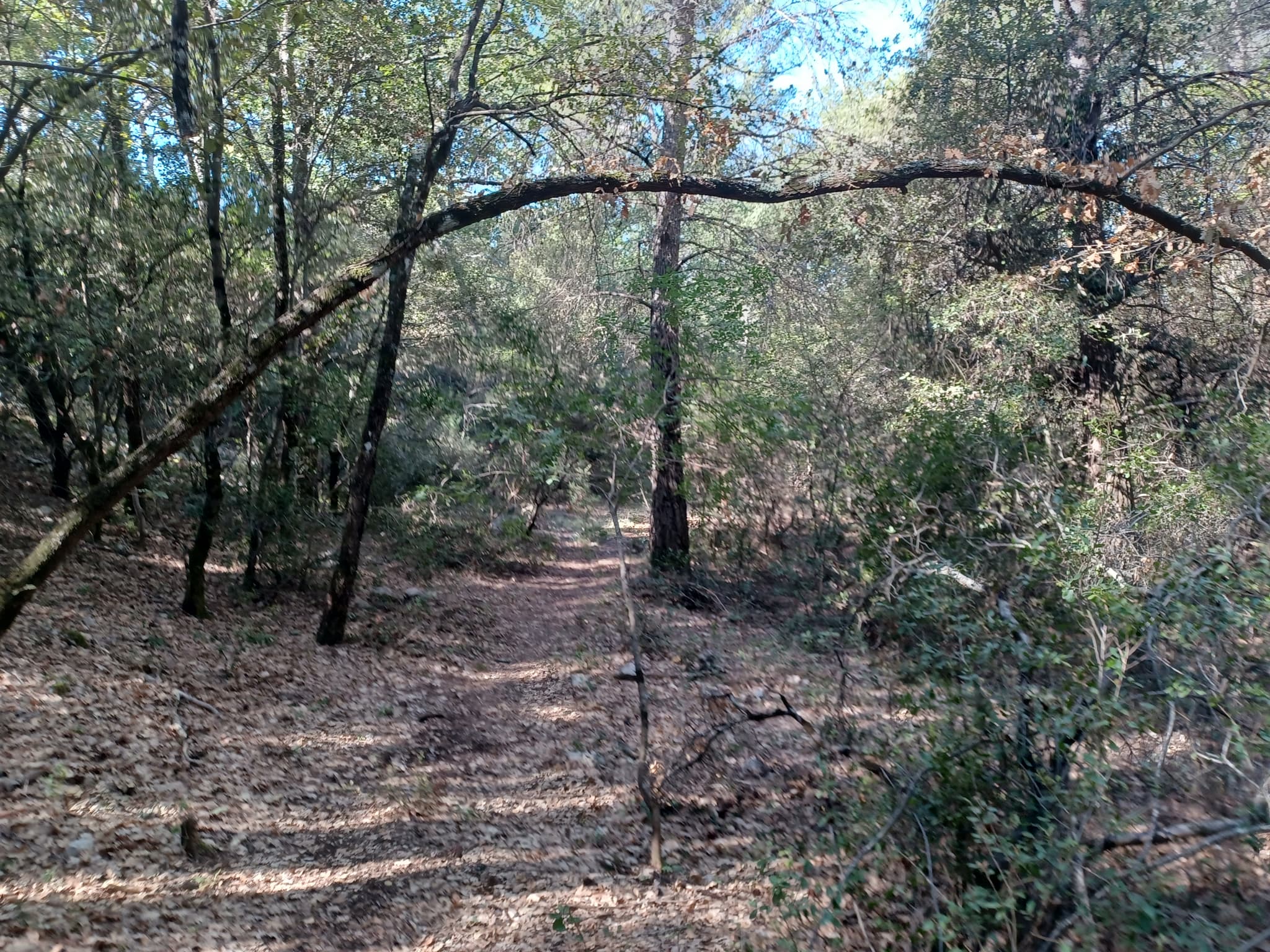 Le bois de la Lare