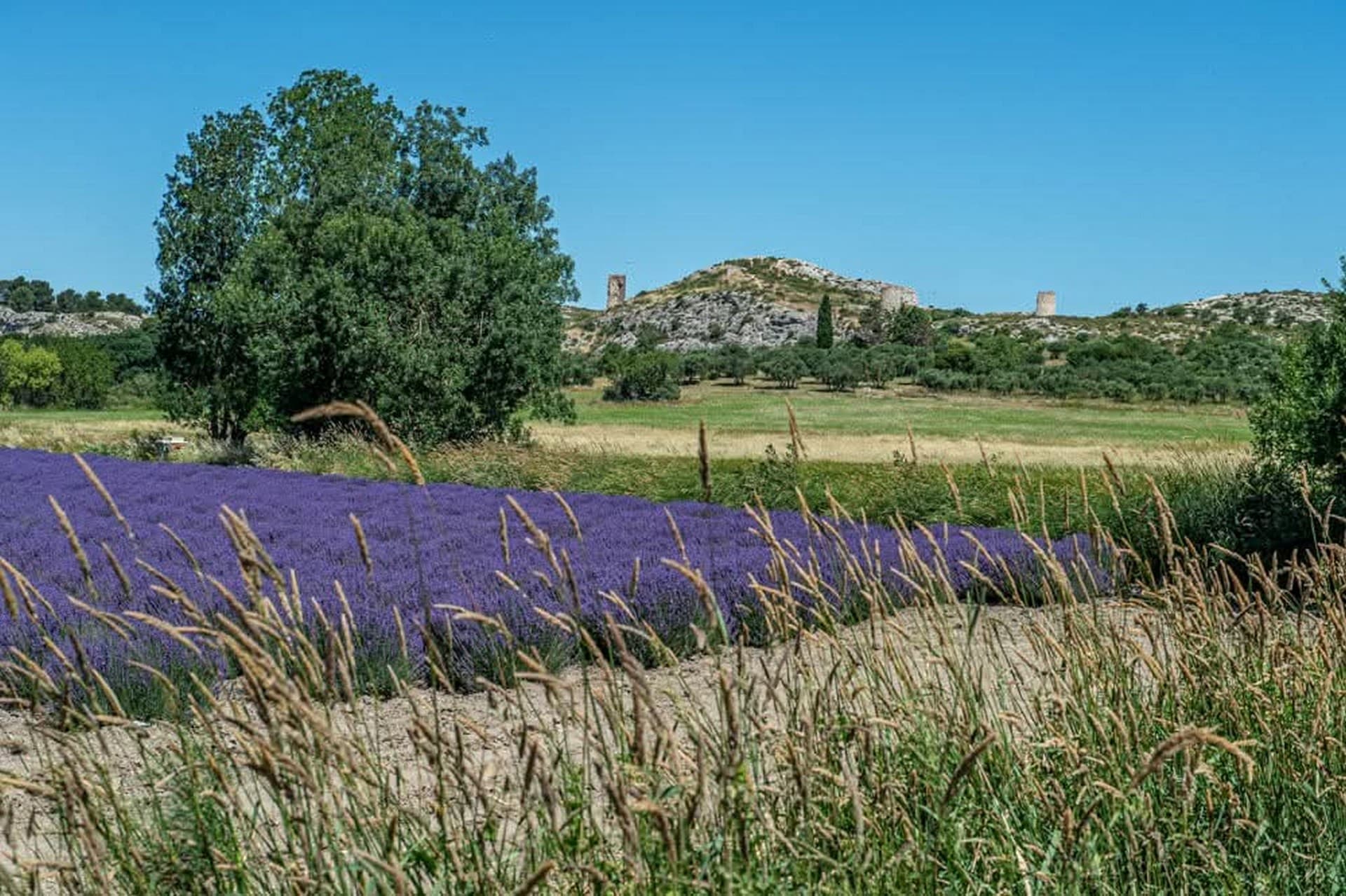 Producteur de lavandes Arom'Alpilles à Maussane-les-Alpilles Paysage avec lavande