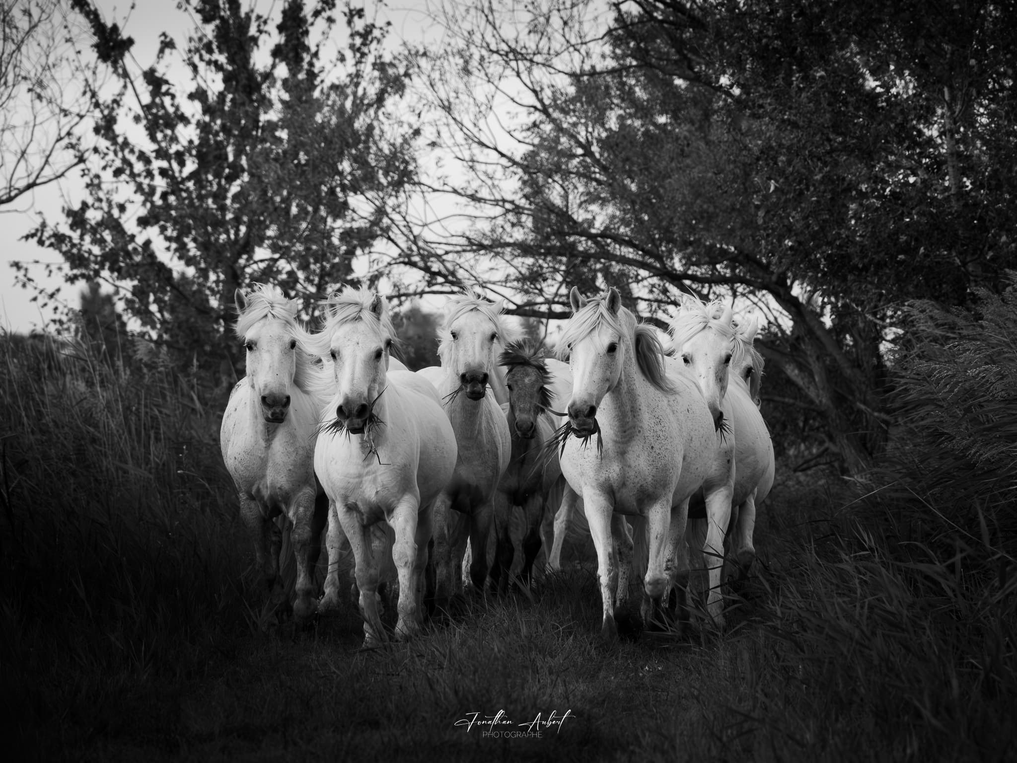 Jonathan Aubert Photographe_Saintes-Maries-de-la-Mer