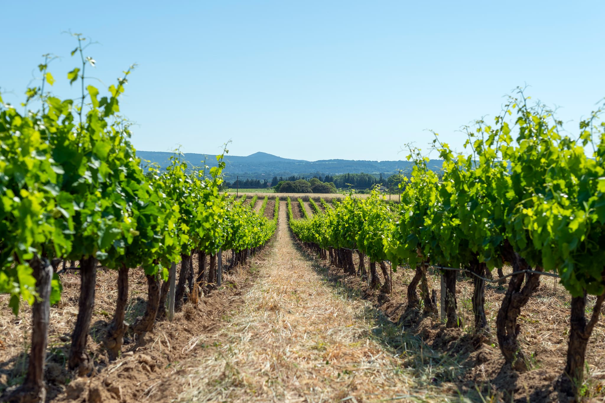 Domaine Saint Jean