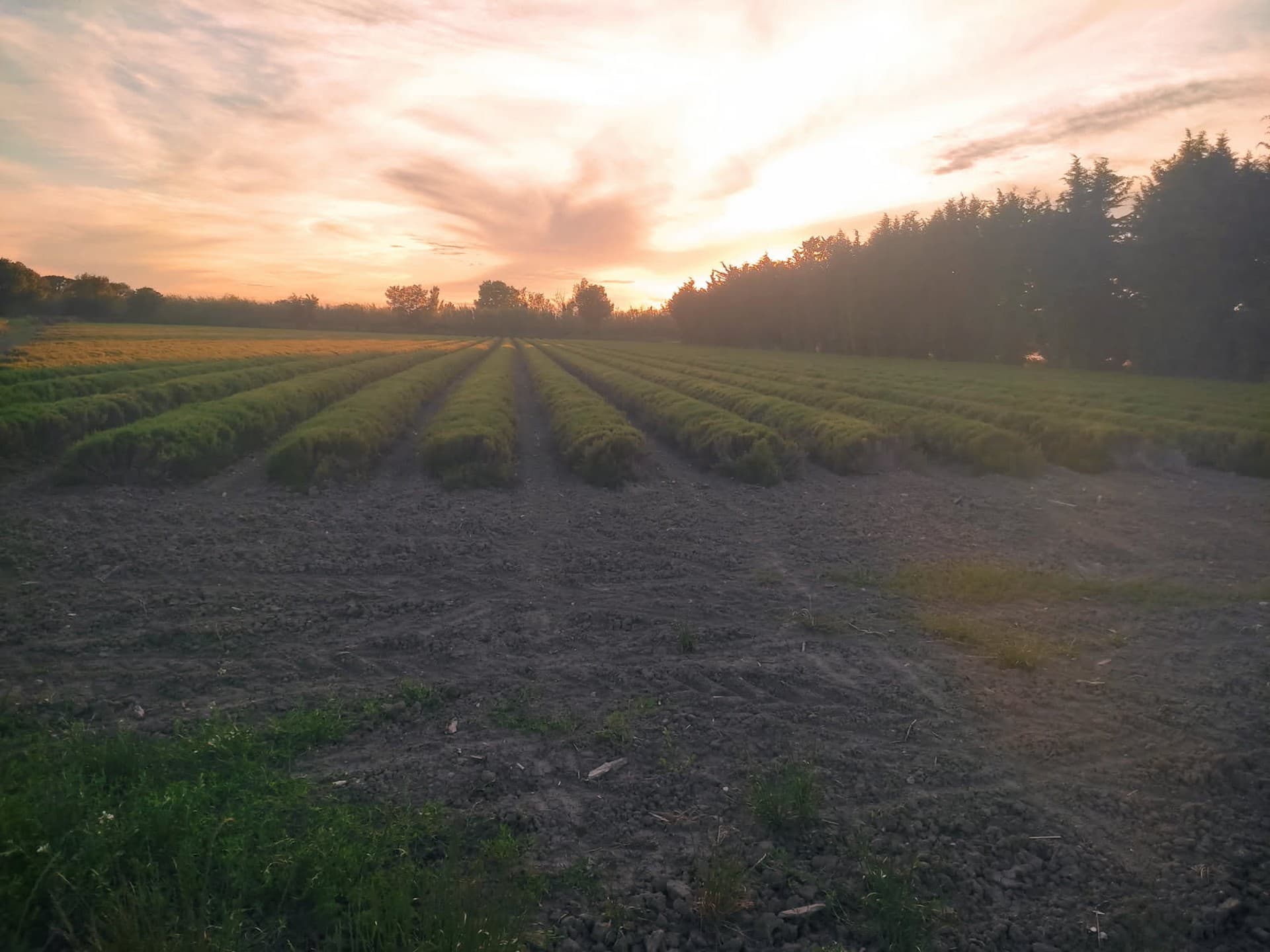 Producteur de lavandes Arom'Alpilles à Maussane-les-Alpilles Coucher de soleil sur les lavandes