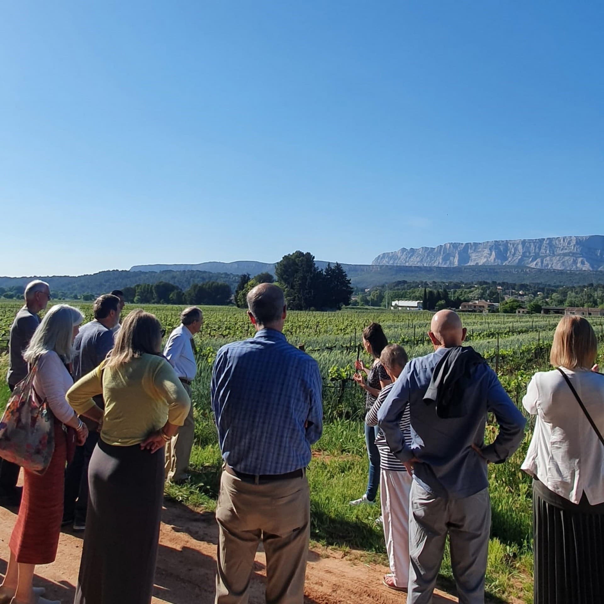 Visit of the vineyards of Terre de Mistral followed by a tasting session_Rousset