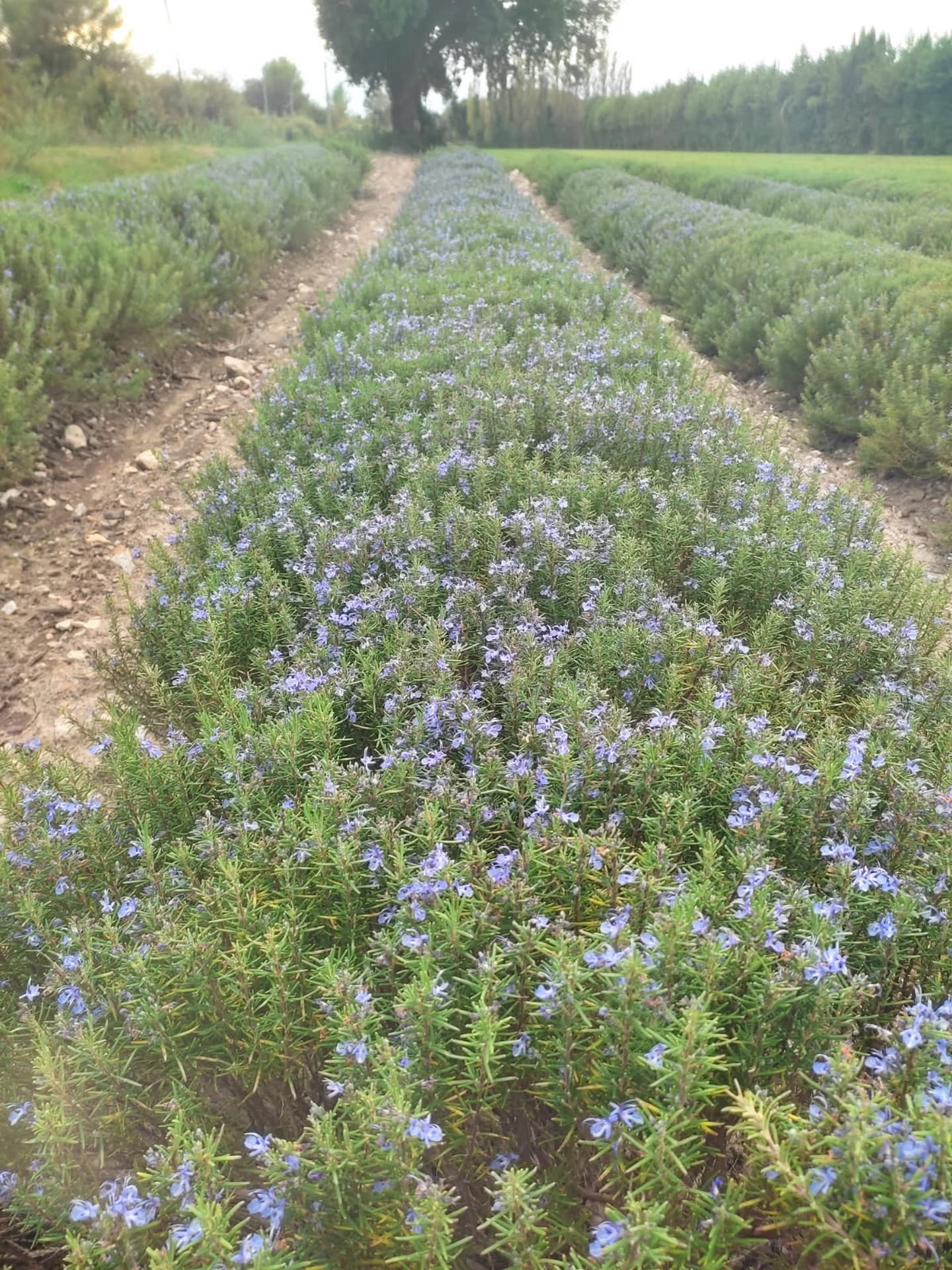 Producteur de lavandes Arom'Alpilles à Maussane-les-Alpilles Lavande en fleur