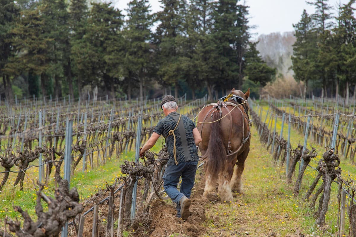 Domaine du Grand Fontanille vignes