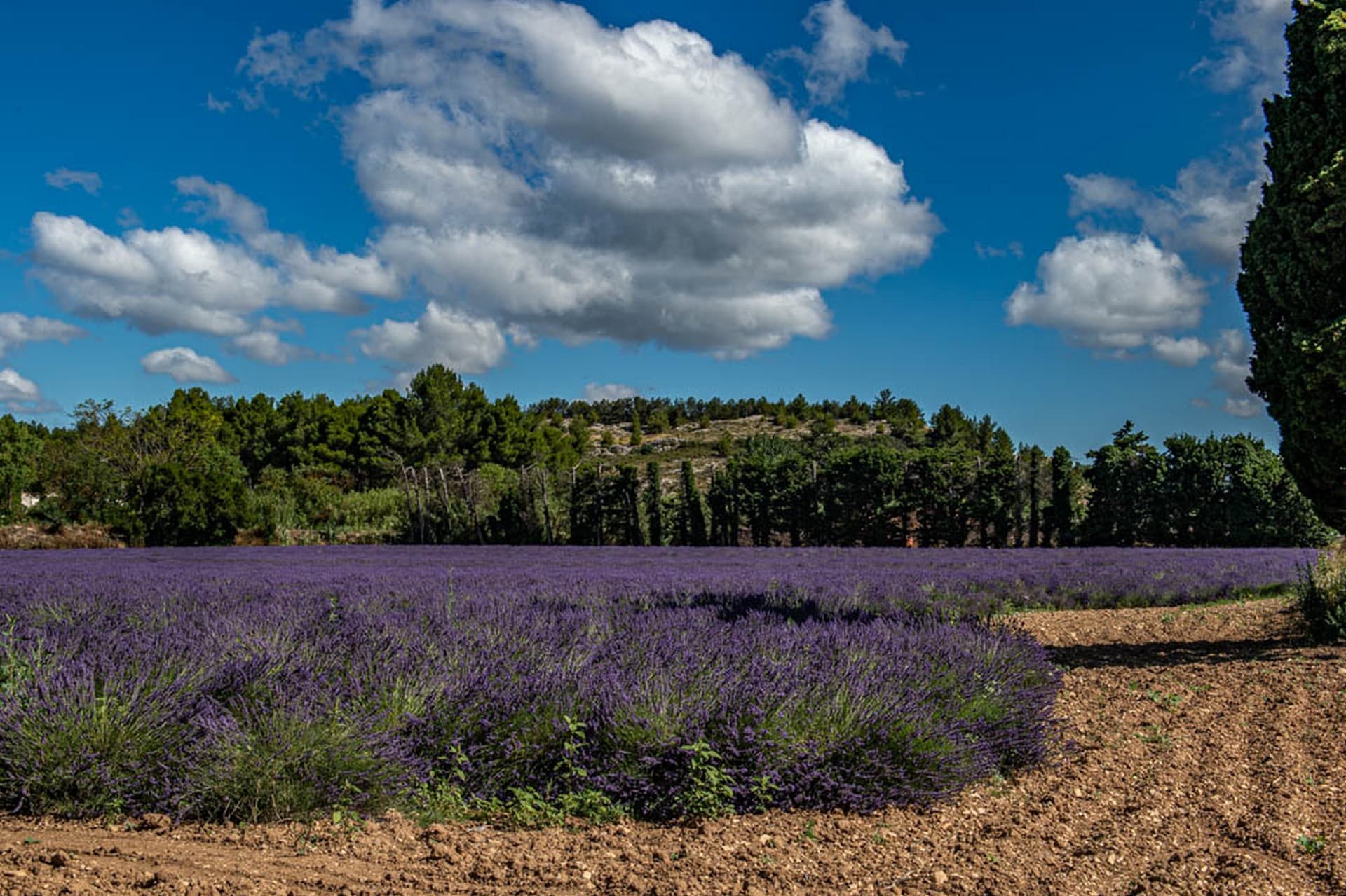 Producteur de lavandes Arom'Alpilles à Maussane-les-Alpilles Lavande violette