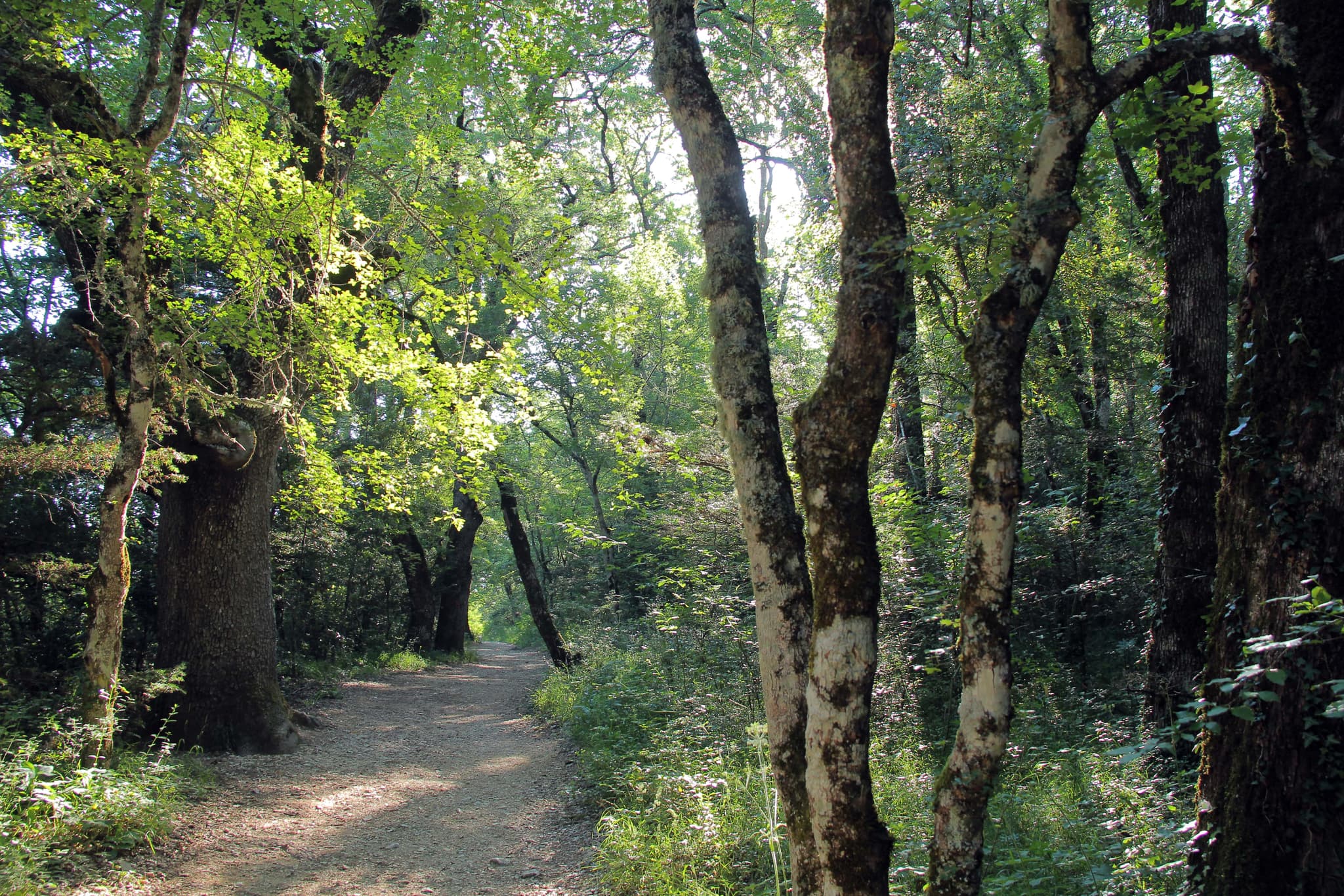 La Forêt du Défens