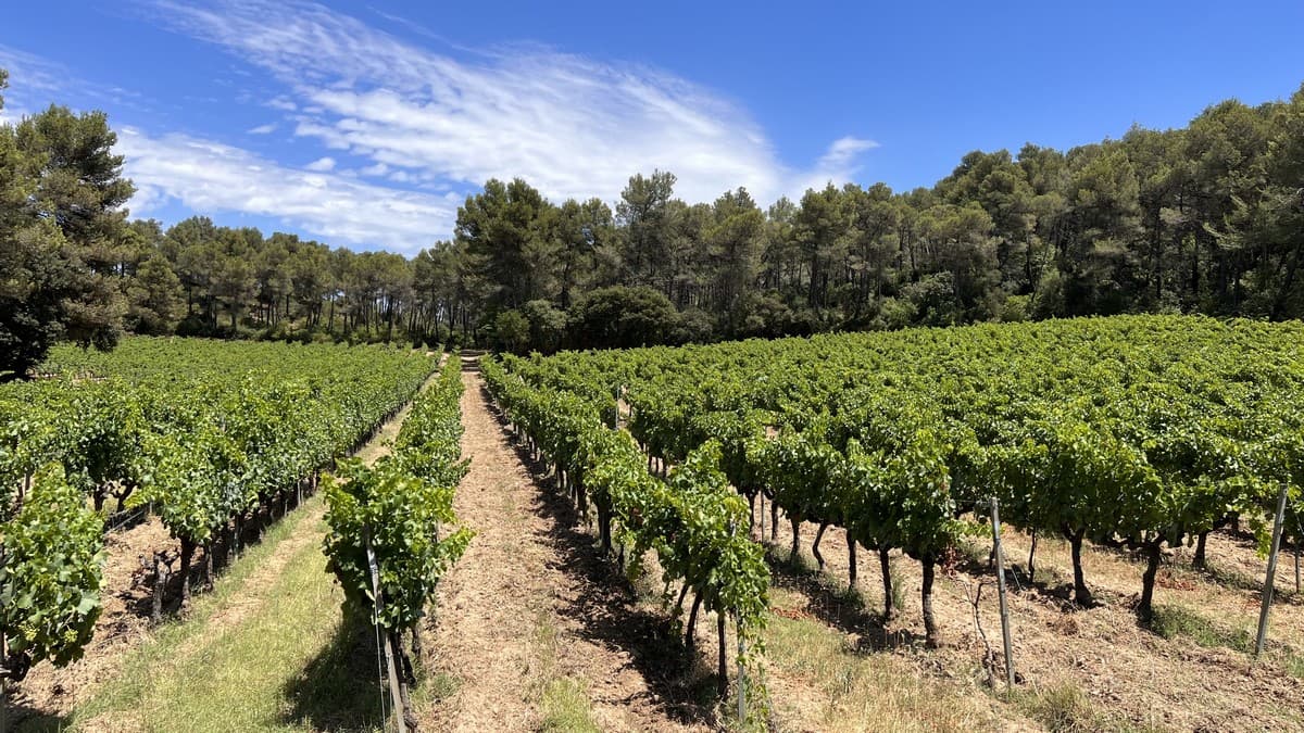 Domaine du Grand Fontanille vignes