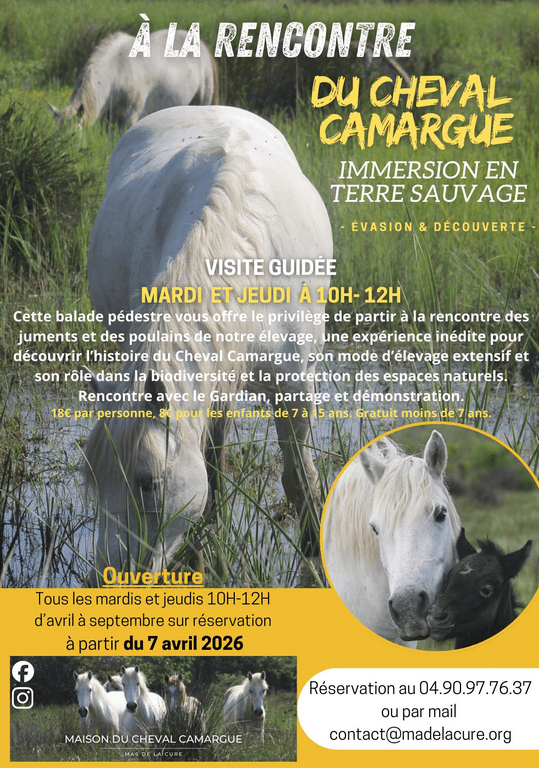 Découverte d'une manade de chevaux de race Camargue_Saintes-Maries-de-la-Mer