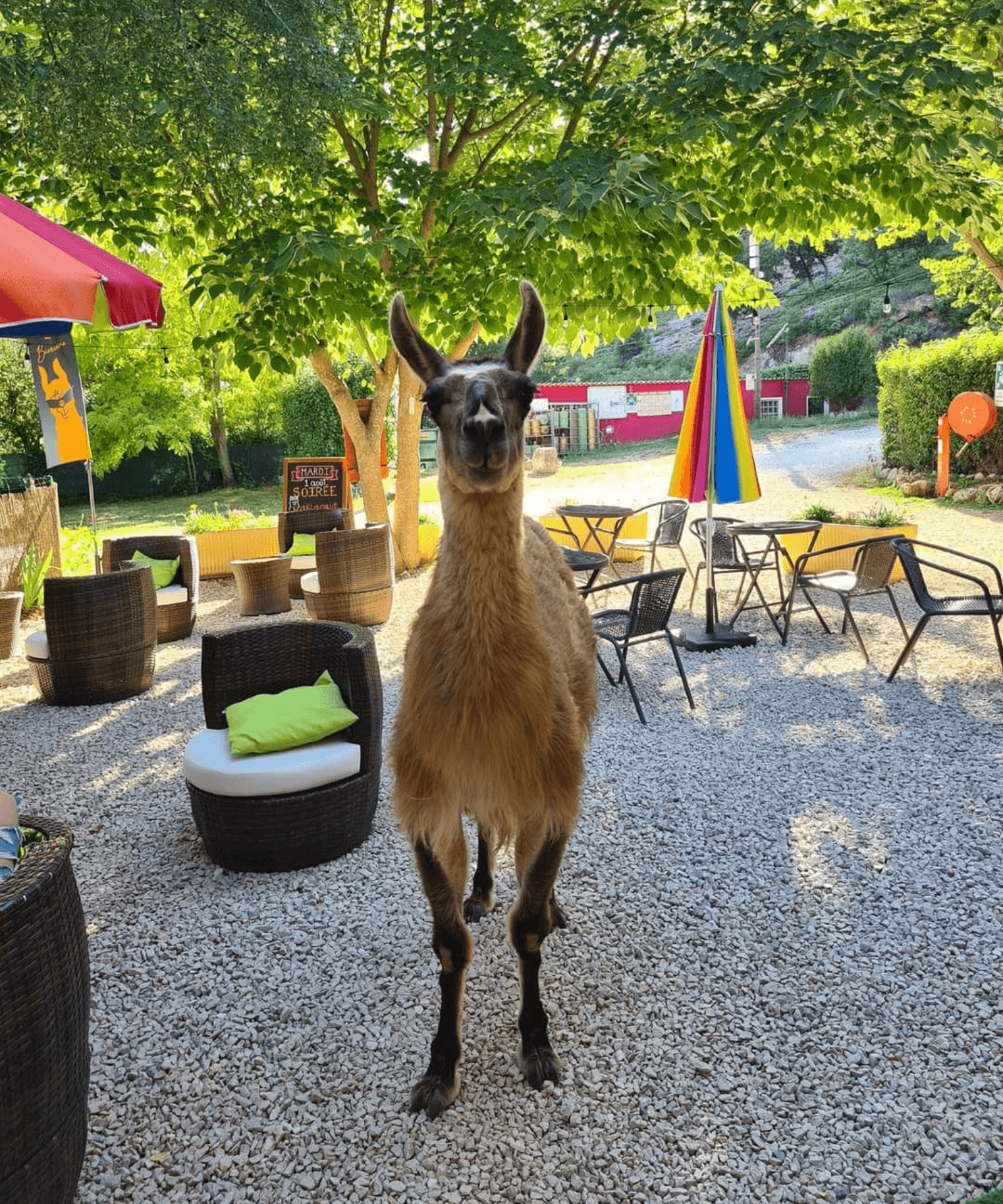 Lama