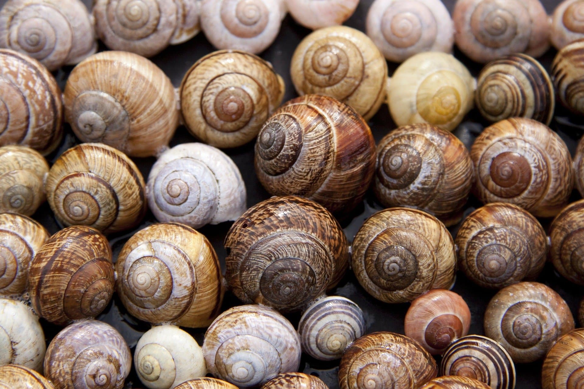Jocelyn Poudevigne - escargots