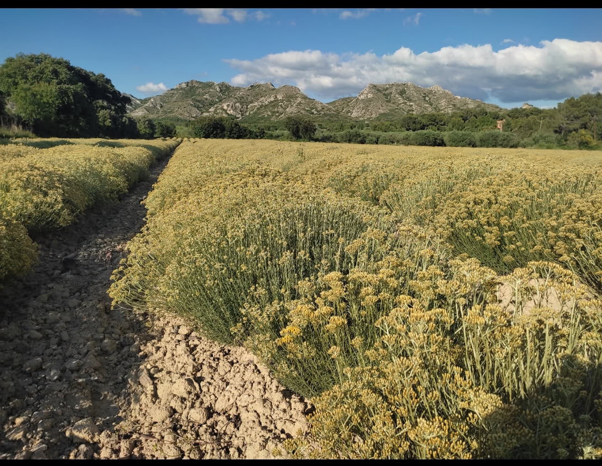 Producteur de lavandes Arom'Alpilles à Maussane-les-Alpilles Lavande au printemps