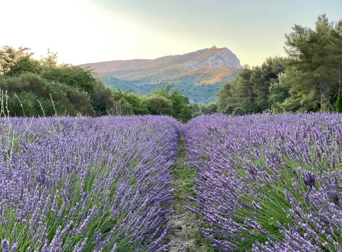 La Glycine